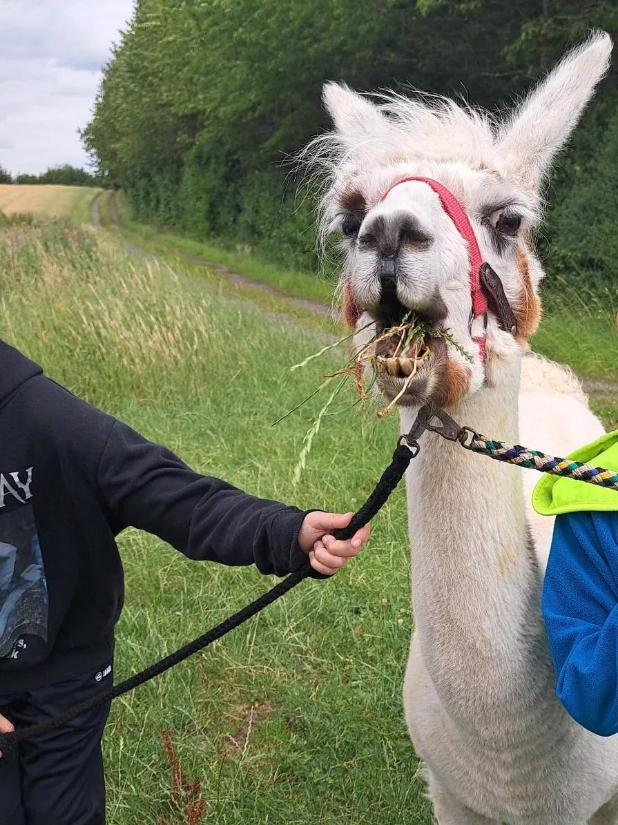 weißes Alpaka an einer Leine