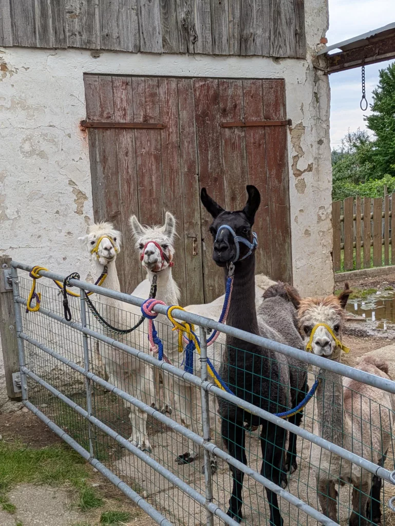 vier Alpakas in der Reihe