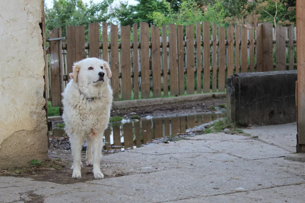 weißer großer Hund auf einem Hof
