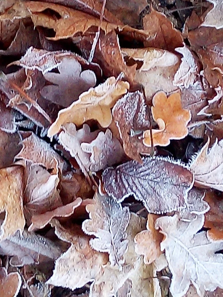 mit Frost überzogenes Laub