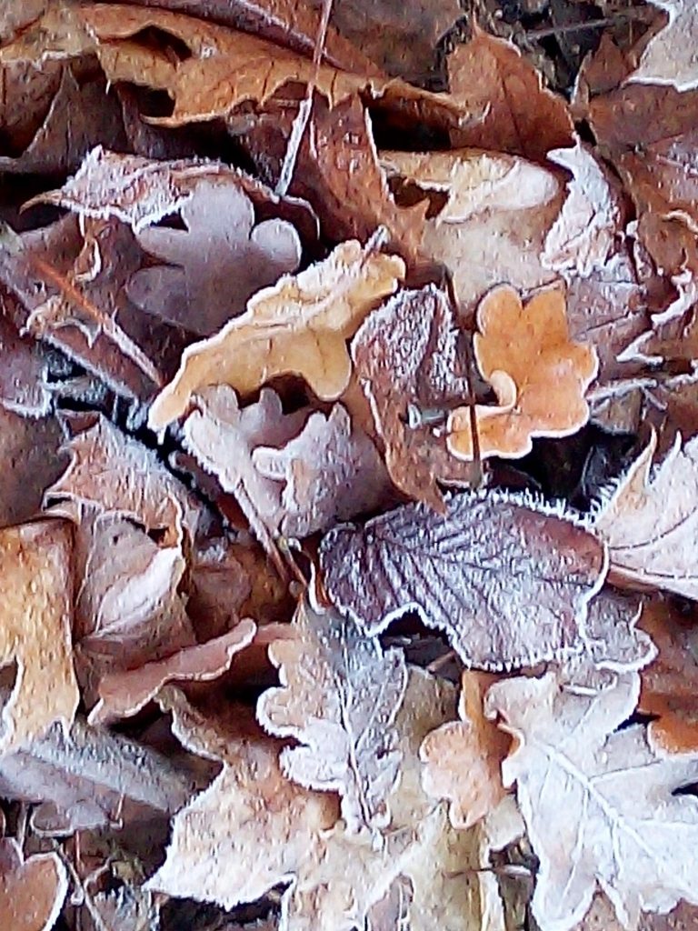 mit Frost überzogenes Laub 