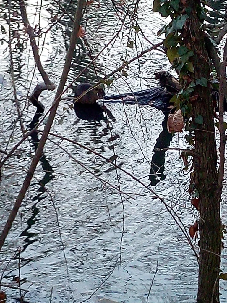 zwei Nutria in der Saale