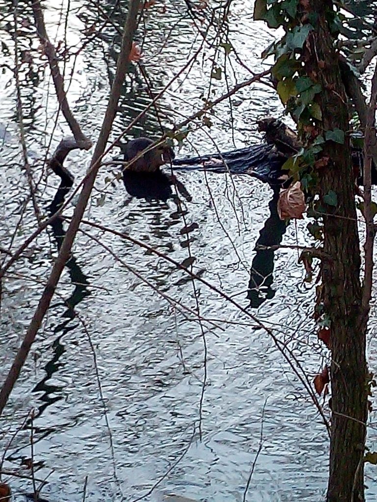 zwei Nutria in der Saale