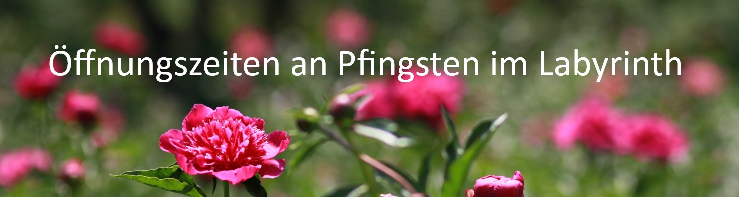 rosa Pfingstrosen mit Überschrift: Öffnungszeiten an Pfingsten im Labyrinth