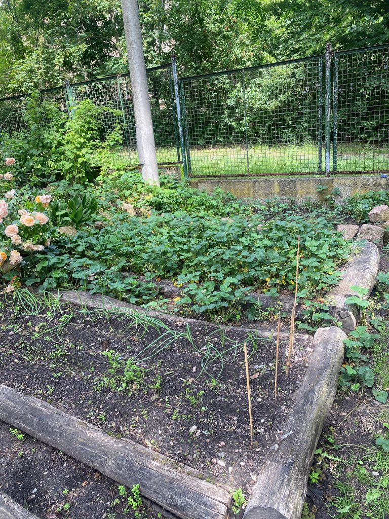Garten Beet 2