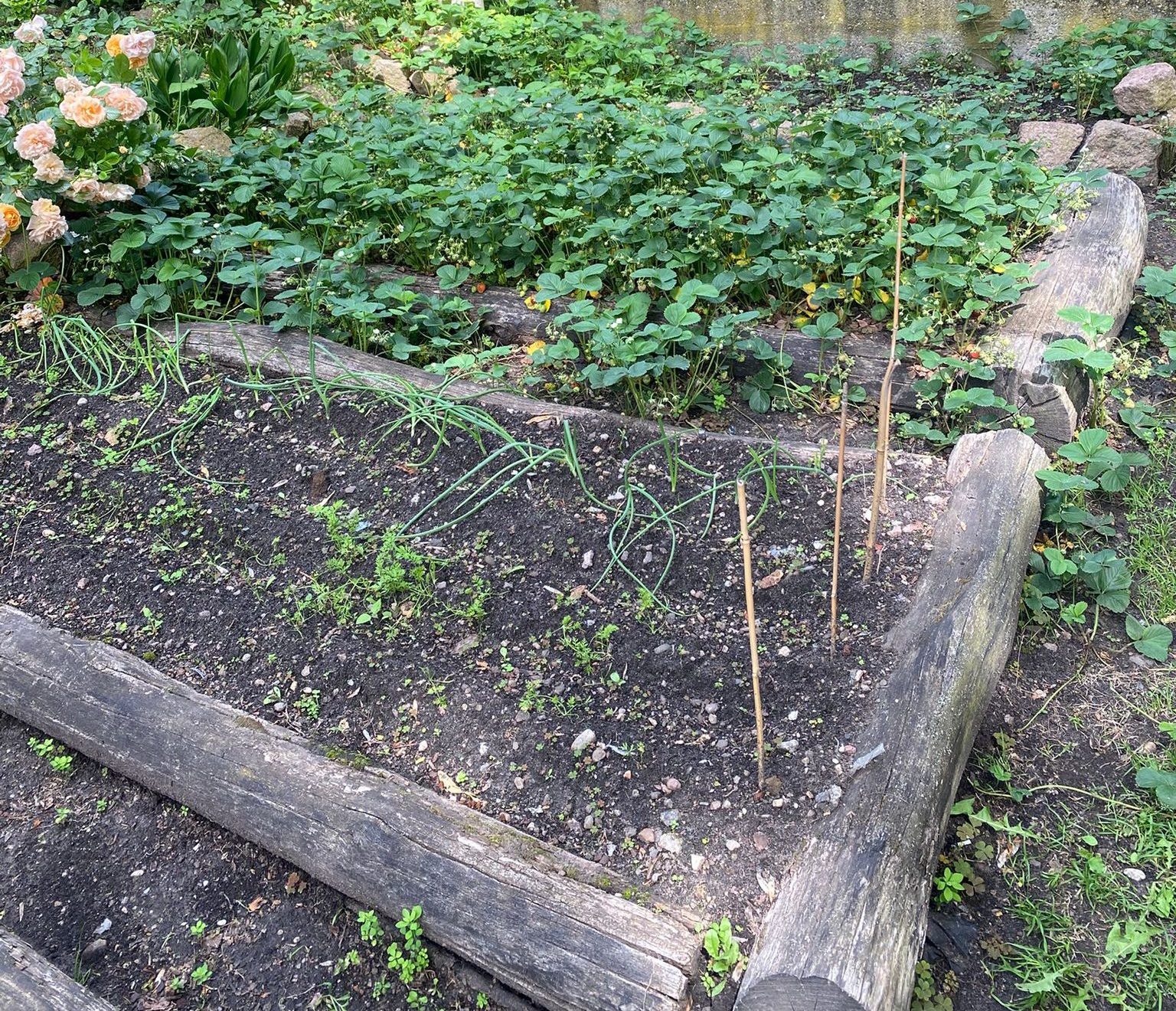 Garten Beet