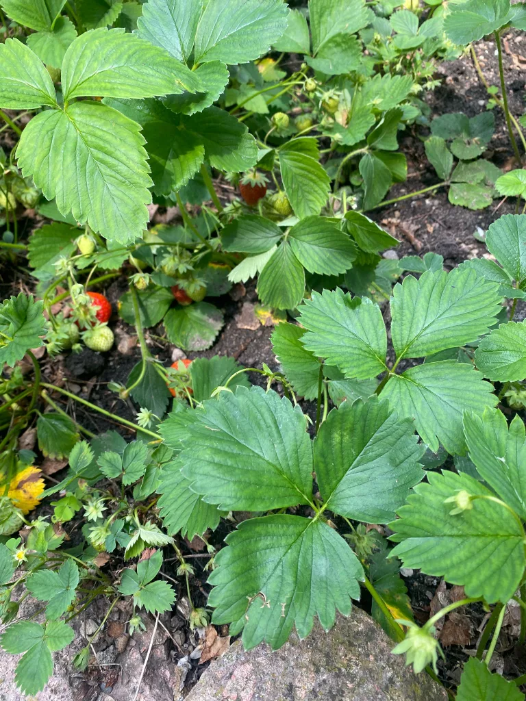 Garten Erdbeeren