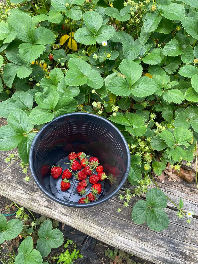 Garten Erdbeeren, geerntet in Eimer