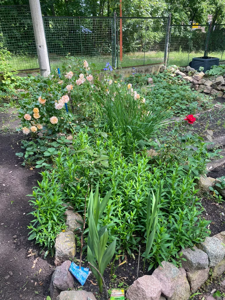 Garten Beet 1